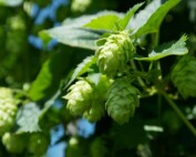 Hops for Beer