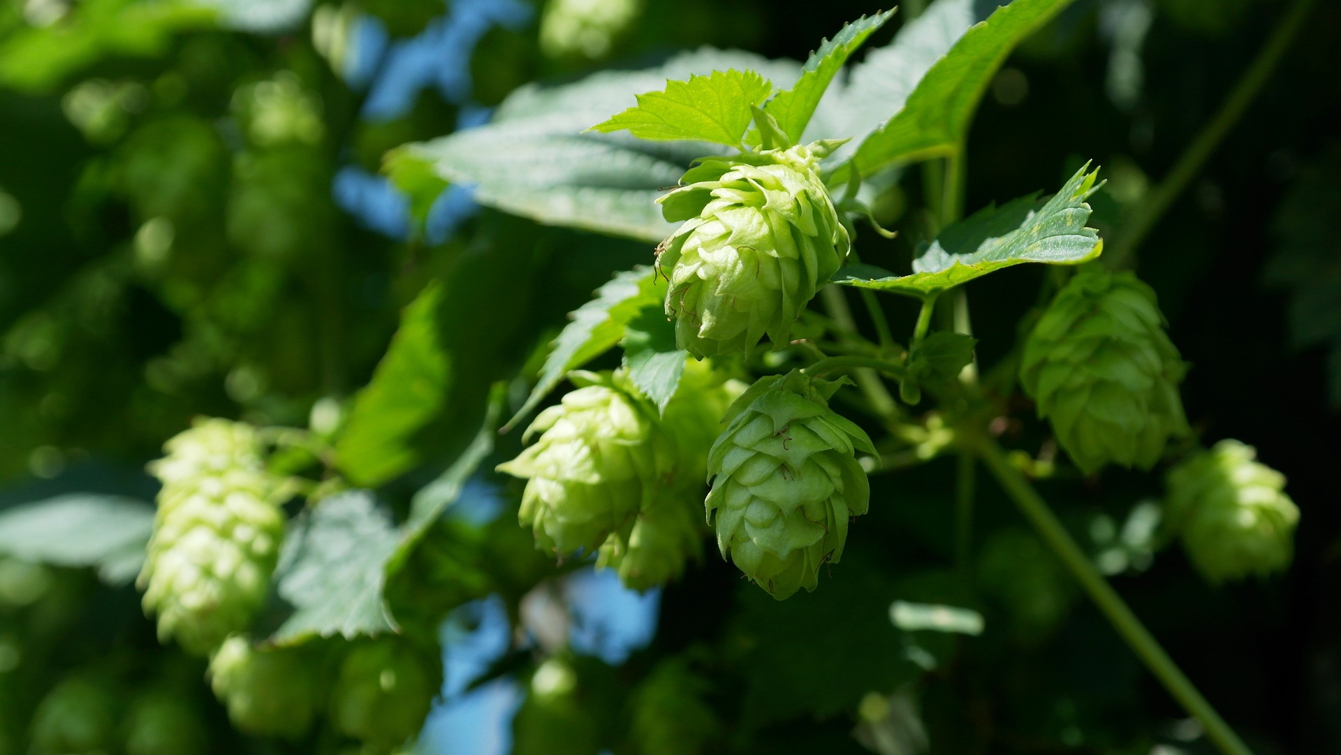 Hops for Beer