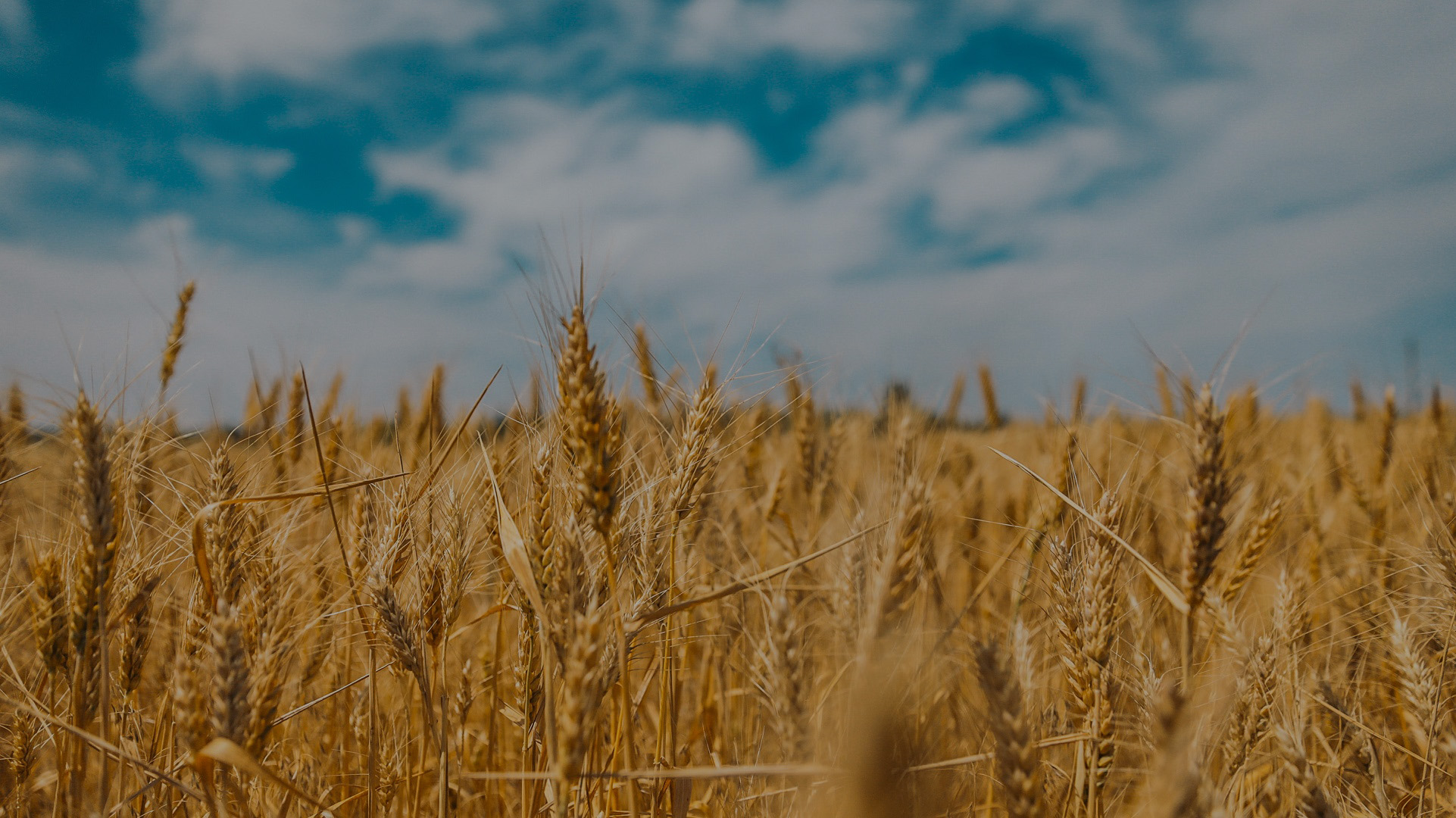 Grain Field