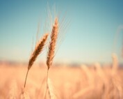 Grain for different beer styles