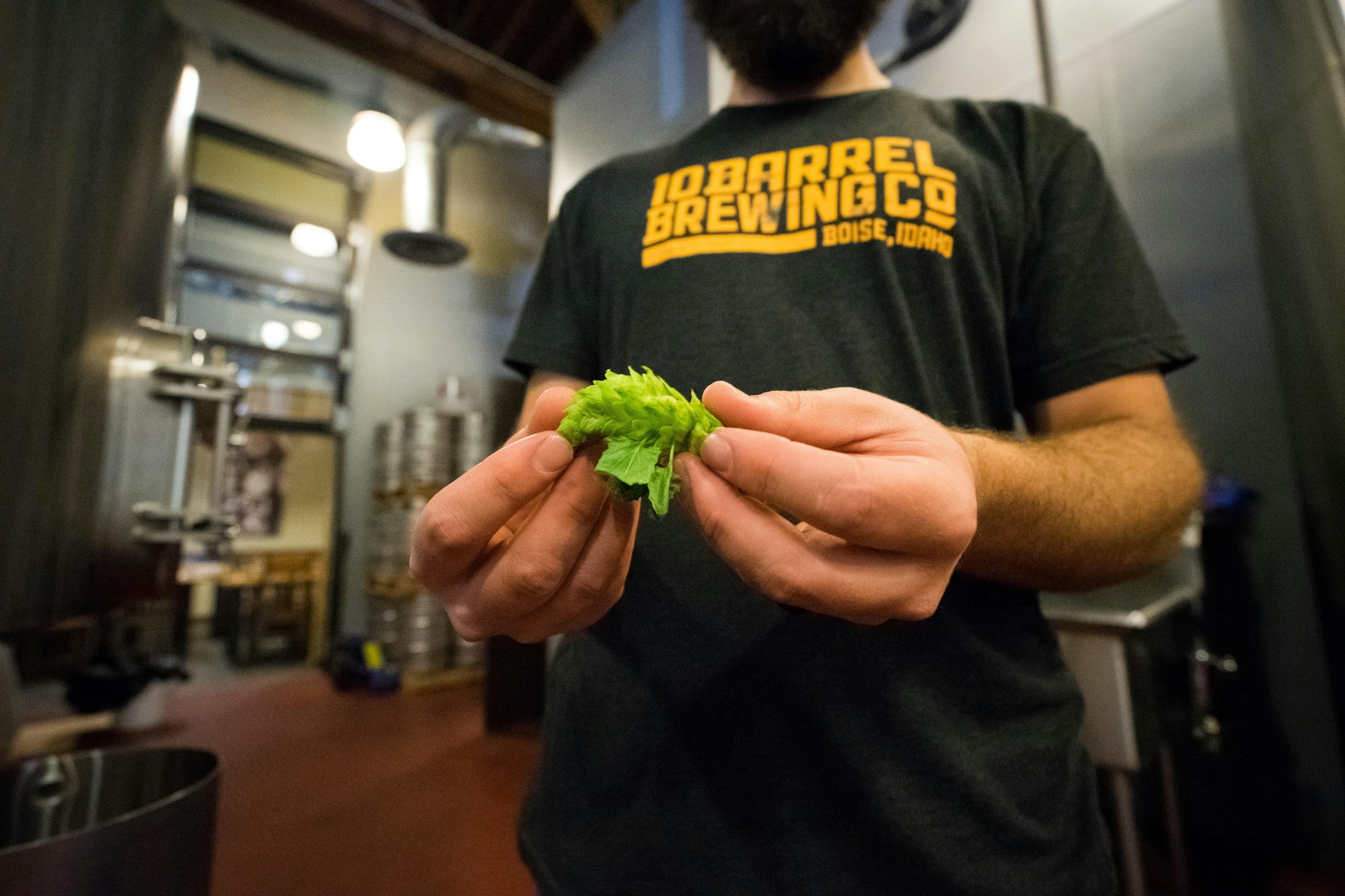 Brewer at home holding hops in his hands